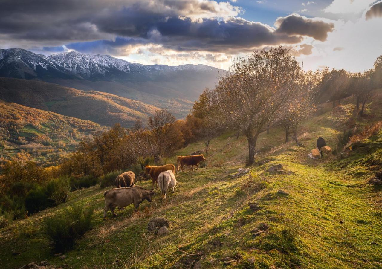 Casa Rural Arbequina Despierta Tus Sentidos En El Valle Del Ambroz Касас-дель-Монте Экстерьер фото